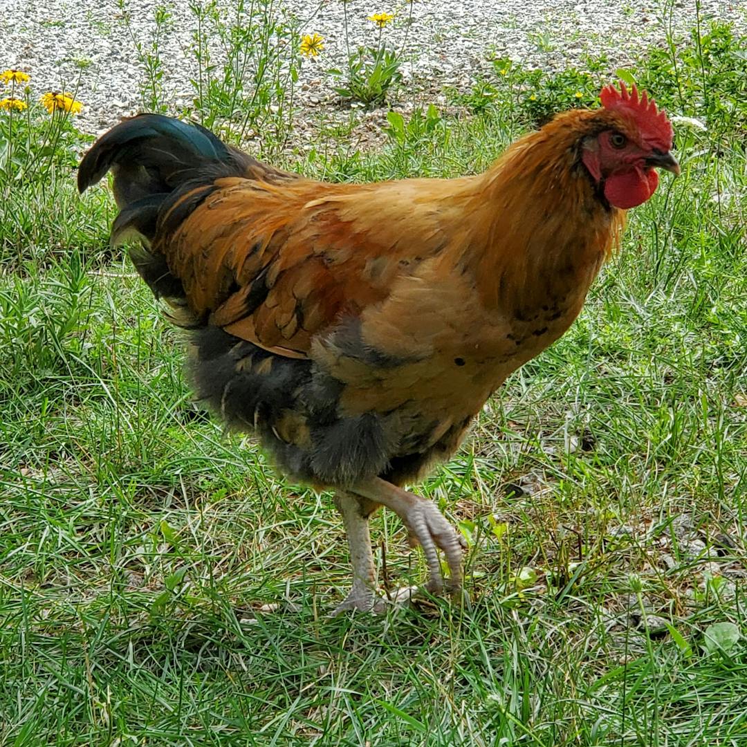 A cockerel, or young rooster, grazing on grass.