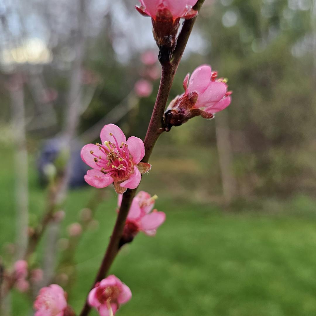 Peach blossoms opening in early spring