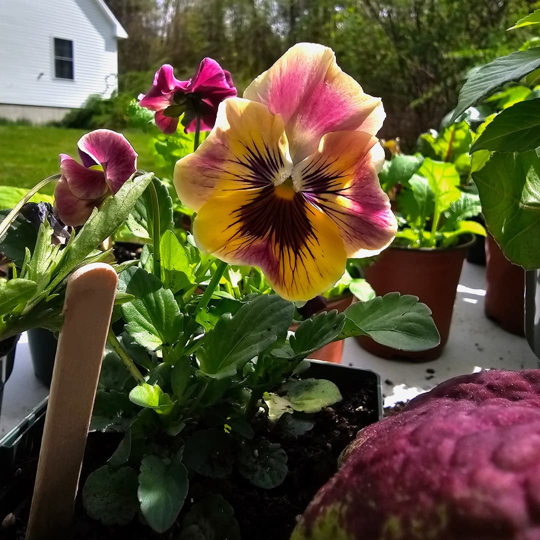 Violas of different colors blossomed in individual planting pots